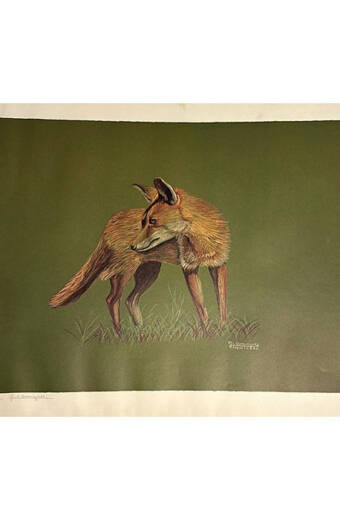 LITOGRAFIA ZORRO