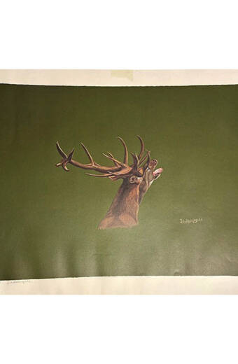 VENADO BERREA